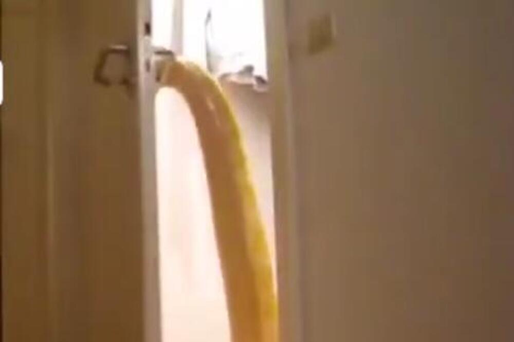 ČOVEK JE MIRNO LEŽAO U SOBI, A ONDA JE PITON OTVORIO VRATA: Ljudi PRESTRAVLJENI, u NEVERICI gledaju šta se dešava