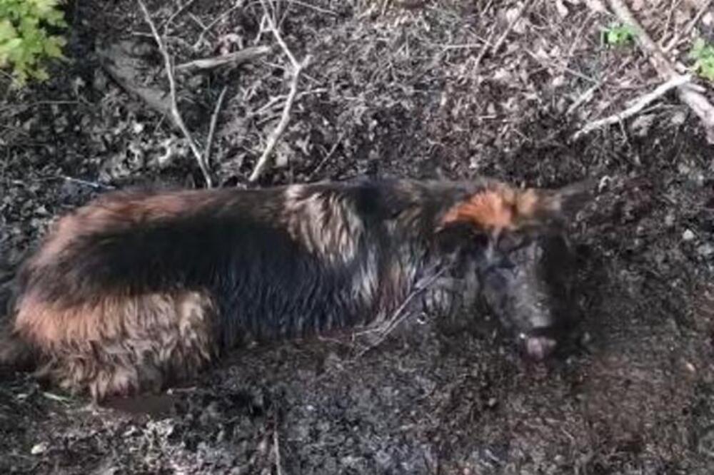 SVET SE ČUDI, NIKOME NIŠTA NIJE JASNO, ALI OVAJ PAS JE UMISLIO DA JE PRASE: Gledajte ovaj video i sve ćete shvatiti