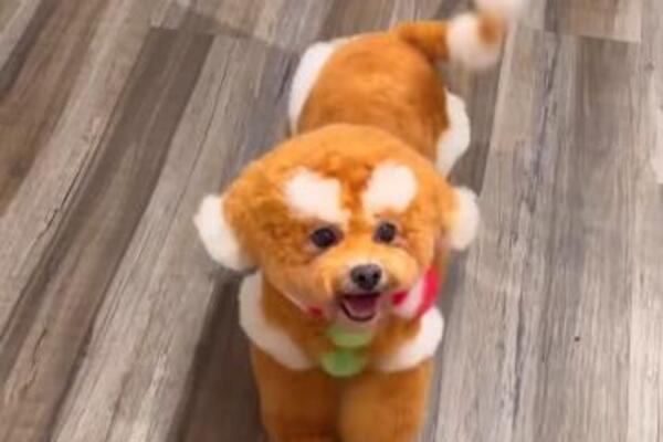 ODVEO PSA NA ŠIŠANJE, A KADA JE OTIŠAO PO NJEGA ŠOKIRAO SE: Evo šta je frizer uradio ovom mališanu, NE LIČI NA SEBE