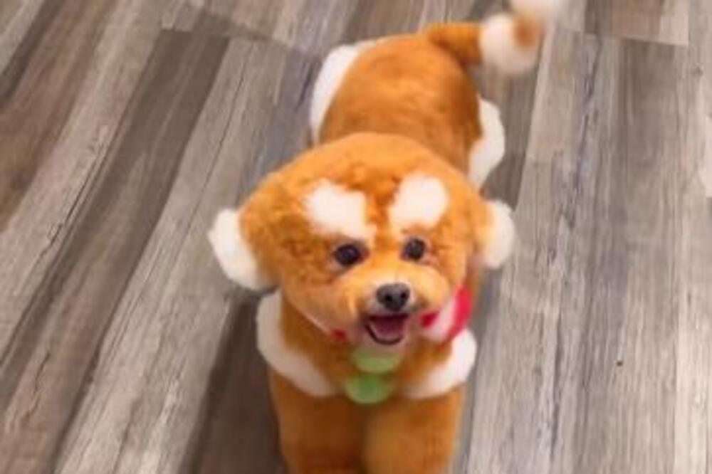 ODVEO PSA NA ŠIŠANJE, A KADA JE OTIŠAO PO NJEGA ŠOKIRAO SE: Evo šta je frizer uradio ovom mališanu, NE LIČI NA SEBE