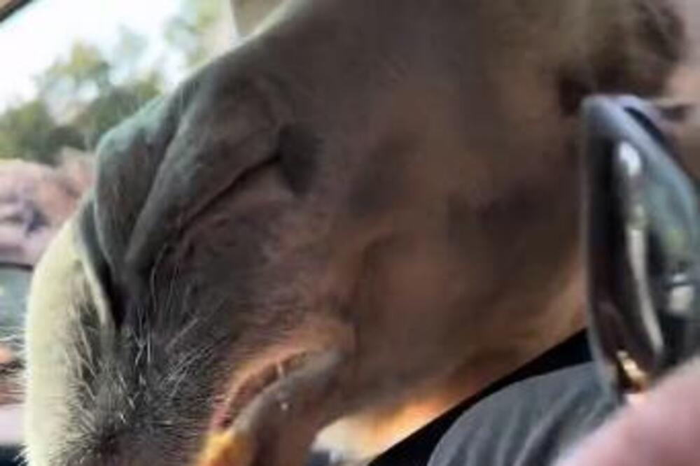 HTELA JE DA NAHRANI ŽIVOTINJE U ZOO VRTU, A ONDA SE POJAVILA ONA: Žena je VRIŠTALA kad je krenula da joj ŽVAĆE RUKU