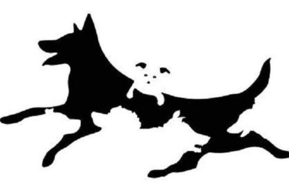 OVA OPTIČKA ILUZIJA OTKRIVA NA KOM STE MENTALNOM UZRASTU: Dobro pogledajte i odgovorite KOLIKO PASA VIDITE na slici