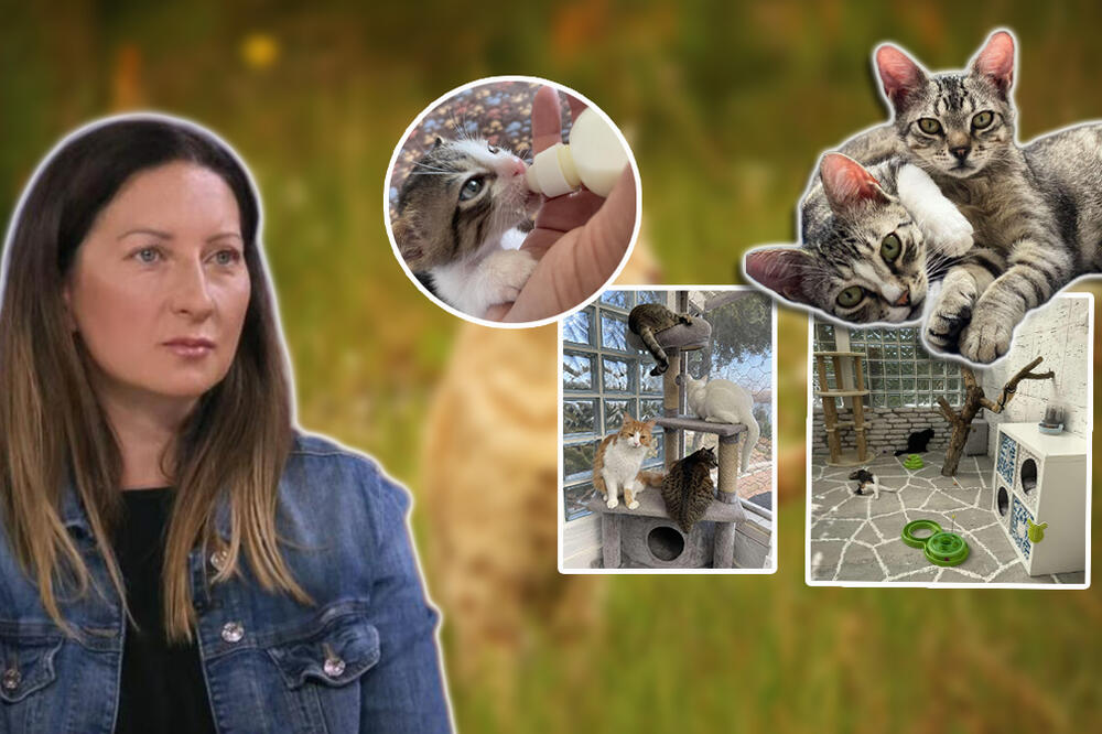 NIKO NEĆE MACE SA POSEBNIM POTREBAMA: Udruženje ŠAPICA011 brine o njima dok ne nađu STALNI DOM, ali ne mogu sami!