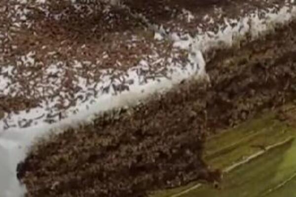 "MAGIČNA TORTA" KOJA SE OBAVEZNO SPREMA ZA BOŽIĆ: Domaće kore sa kremastim filom - najbolja poslastica za praznike