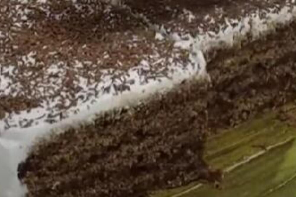 "MAGIČNA TORTA" KOJA SE OBAVEZNO SPREMA ZA BOŽIĆ: Domaće kore sa kremastim filom - najbolja poslastica za praznike