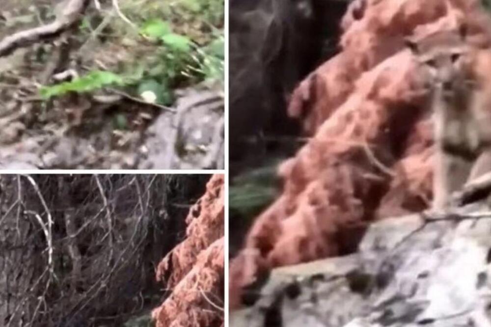 ŠETALI SU ŠUMOM, A ONDA SU VIDELI DA IH NEKO POSMATRA: Ukopali su se u MESTU kada su na LITICI ZAPAZILI...