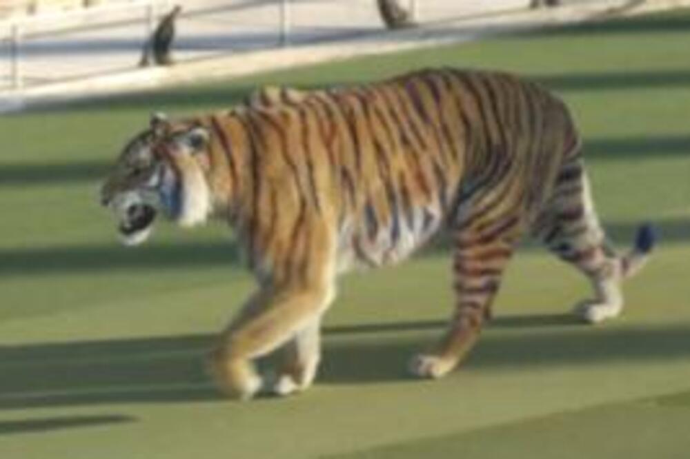 Tigar ljudožder raskomadao političara! Napao ga sa leđa, otkinuo ruku, pa... (Uznemirujući snimak)