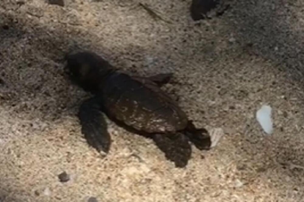 KORNJAČICA SAMO ŠTO SE IZLEGLA NAIŠLA NA VELIKU PREPREKU, A ONDA SE POJAVIO ON: Ovaj snimak će vam ulepšati dan!