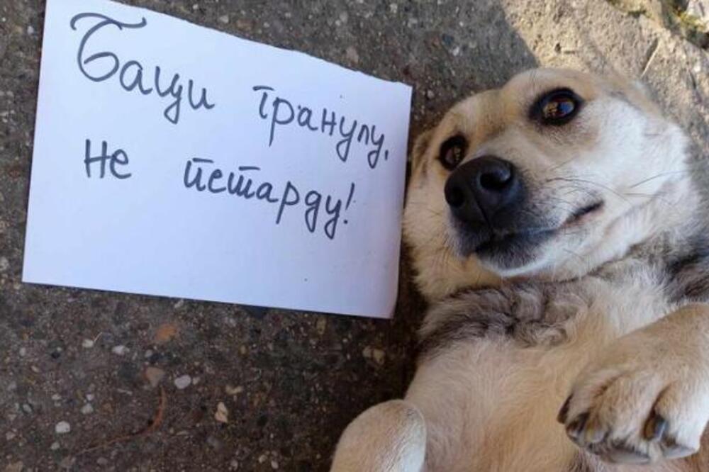 OVO JE NAJPOTRESNIJI SNIMAK PSA DOK PUCAJU PETARDE: Pogledajte samo ovu njuškicu (VIDEO)