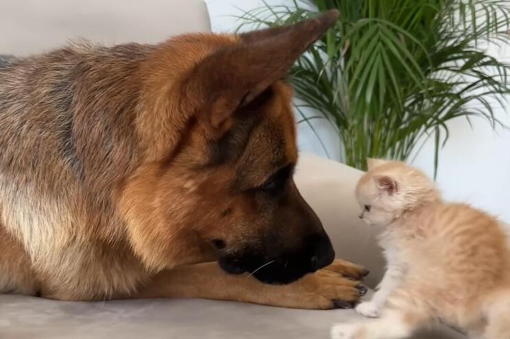 AKO NEMATE KUĆNOG LJUBIMCA POSLE OVOG SNIMAKA ĆETE SIGURNO KUPITI JEDNOG: Ništa UMILJATIJE ni SLAĐE niste videli