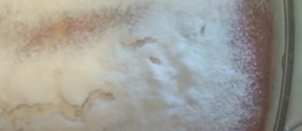 Svetogorski kolač sa suvim voćem u plehu