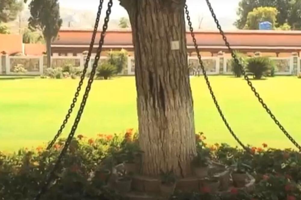 DA LI STE ČULI ZA DRVO KOJE JE UHAPŠENO? I dan danas izdržava kaznu zbog "BEKSTVA", a sve počinje... (VIDEO)