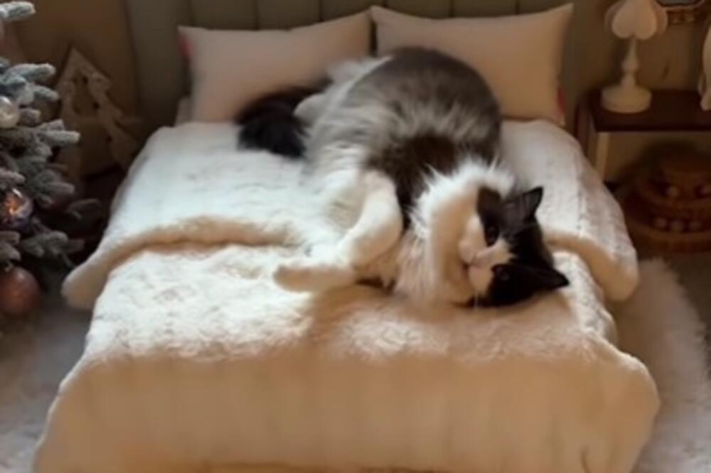 OVA SLATKA MAČKA UŽIVA "ZA SVE PARE": Kraljevski tretman bolji nego u luksuznim hotelima sa 5 zvezdica (VIDEO)