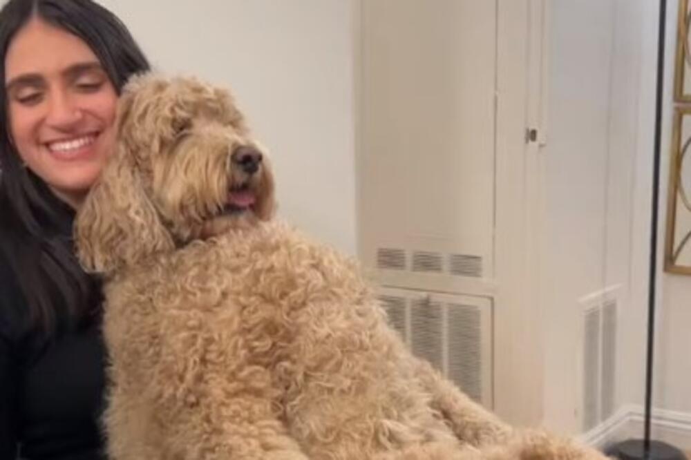 DA LI JE OVAJ PRESLATKI PAS IGRAČKA? Ovakvog ljubimca nikad niste videli, o njegovoj razmaženosti bruji internet