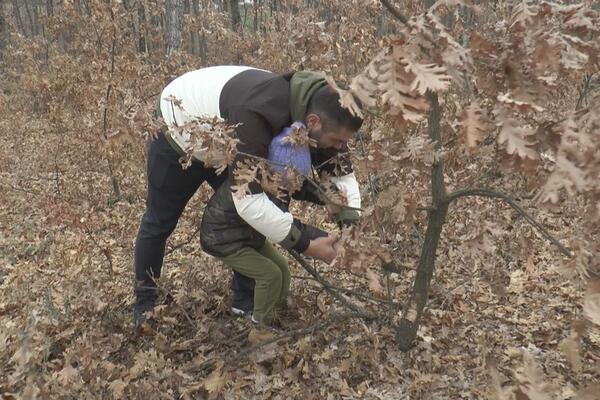 MILOŠ SA SINOM PORANIO U SEČU BADNJAKA: Tradicija se u OVOM MESTU prenosi sa KOLENA na KOLENO (FOTO)