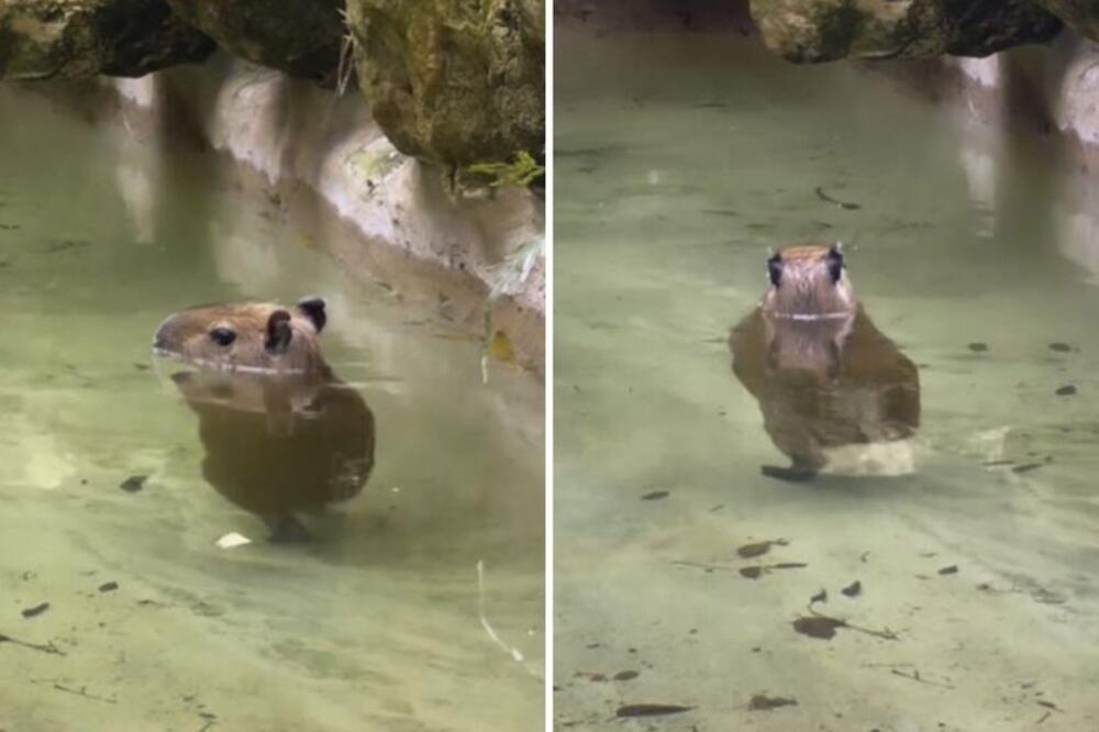 PRESLATKO MLADUNČE IGRA UZ "TRILER" MAJKLA DŽEKSONA: Ovi pokreti su OSVOJILI SRCA 125 miliona LJUDI! (VIDEO)