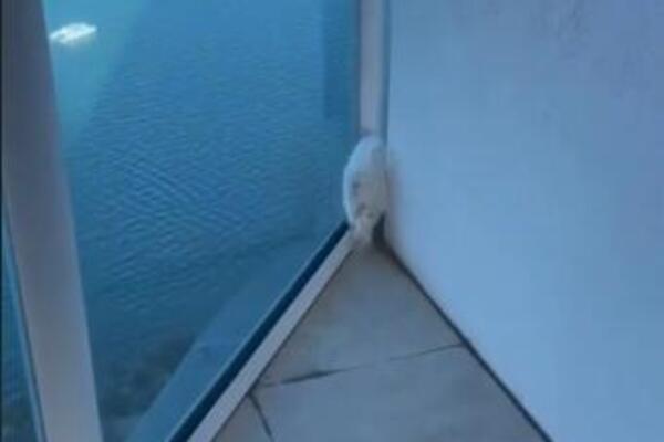 PAS TRČAO NA TERASI, A ONDA SE SAMO ZALETEO I NESTAO: Očajni vlasnici BESPOMOĆNO GLEDALI, da ti SRCE STANE (VIDEO)