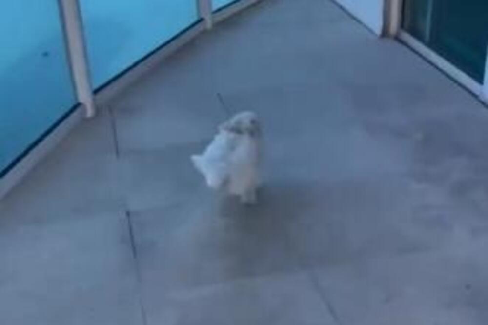 PAS JE POTRČAO KA KRAJU TERASE, A ONDA JE U SEKUNDI NESTAO: Očajnim vlasnicima je STALO SRCE, a onda je ODJEDNOM...