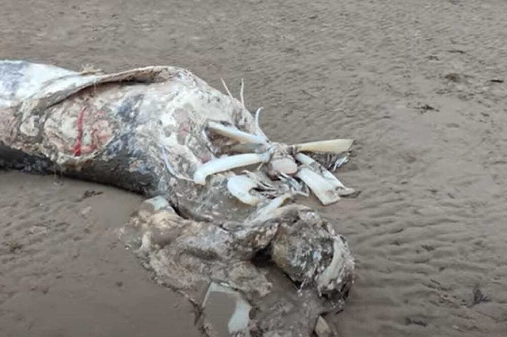 NA OBALI UGLEDAO MONSTRUMA POPUT ONIH IZ HOROR FILMOVA: Voda izbacila GRDOSIJU, sama pojava će vas SLEDITI (VIDEO)