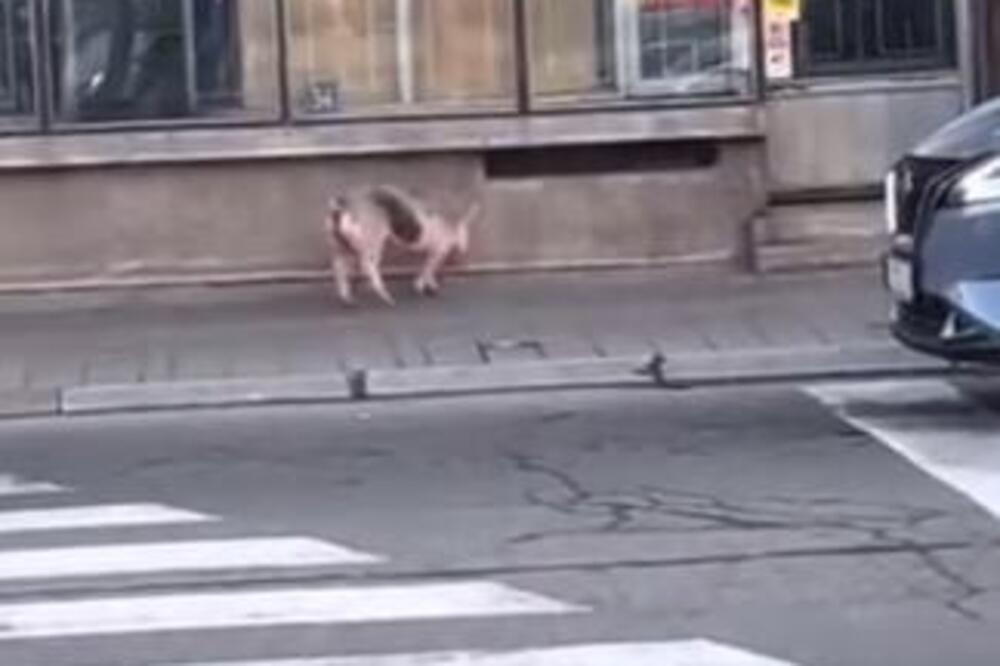 "NEKOME JE POBEGLA BOŽIĆNA VEČERA!" Snimak prasenceta u Kruševcu ZBUNIO LJUDE, šta to radi? (VIDEO)