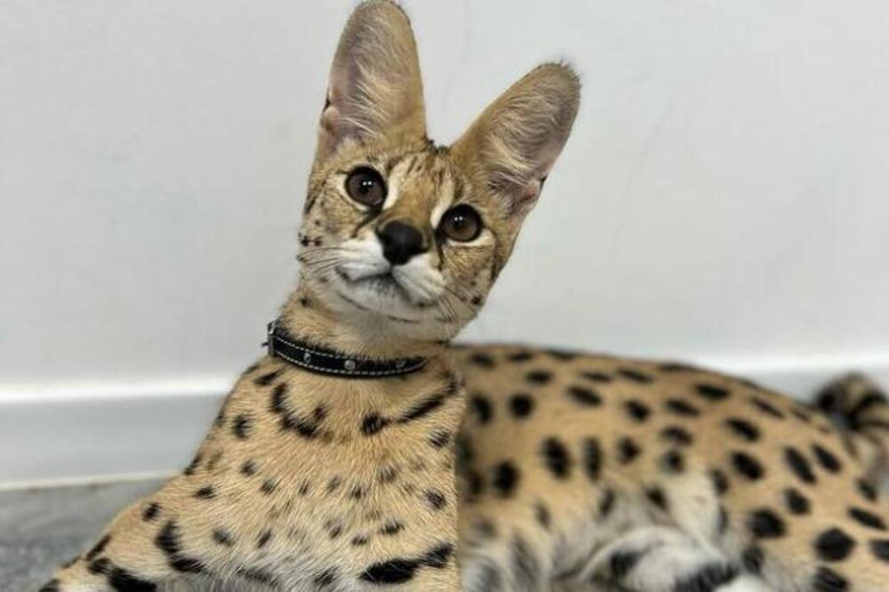 MALI ZAREZ NA UVETU MAČKE JE UVEK DOBAR ZNAK: Veterinar konačno otkrio ŠTA TO ZNAČI, ovo sigurno niste znali