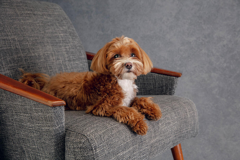 KRZNENI LJUBIMCI: Kako najlakše ukloniti dlake od PSA ili MAČKE sa nameštaja?