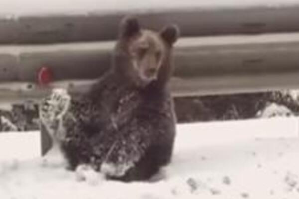 ŠTA LI RADI OVAJ MEDVED NASRED GLAVNOG PUTA? Ljudi ZABEZEKNUTO gledali, čim je DIGAO NOGE VIDELI SU... (VIDEO)