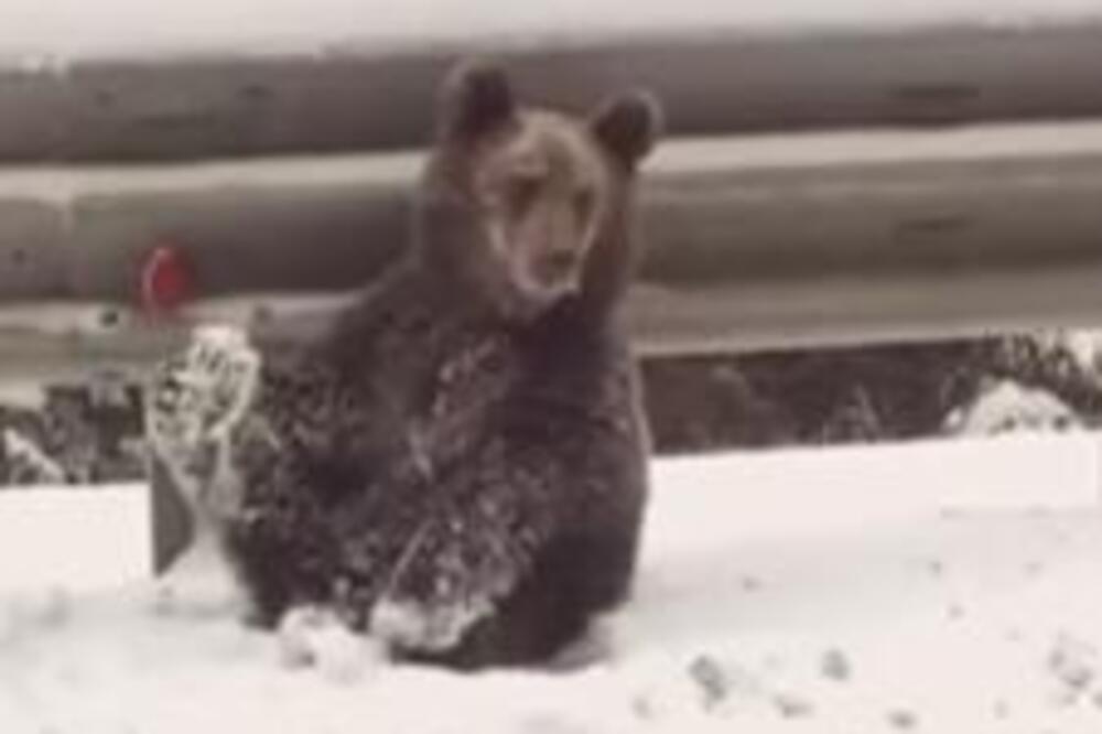 ŠTA LI RADI OVAJ MEDVED NASRED GLAVNOG PUTA? Ljudi ZABEZEKNUTO gledali, čim je DIGAO NOGE VIDELI SU... (VIDEO)