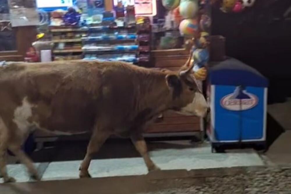 KRAVA SE PROŠETALA ULICOM, MAKEDONCI U ŠOKU! Svi gledali u pitomu životinju! (VIDEO)