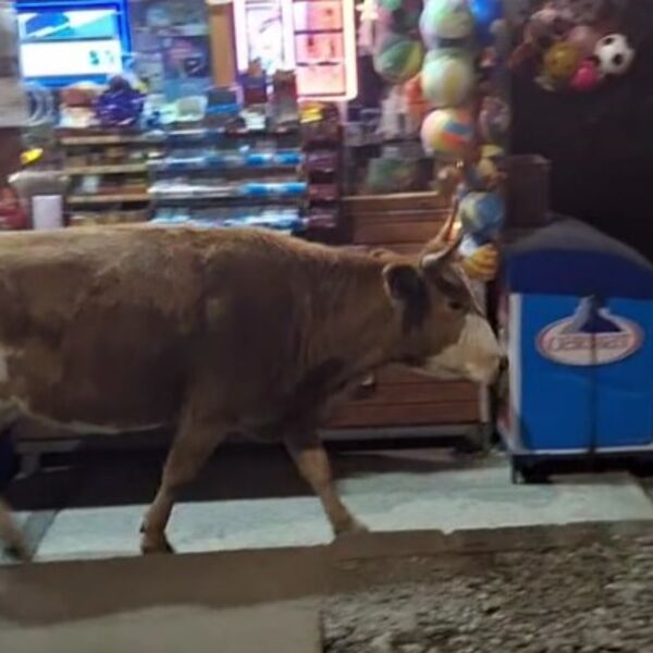 KRAVA SE PROŠETALA ULICOM, MAKEDONCI U ŠOKU! Svi gledali u pitomu životinju! (VIDEO)