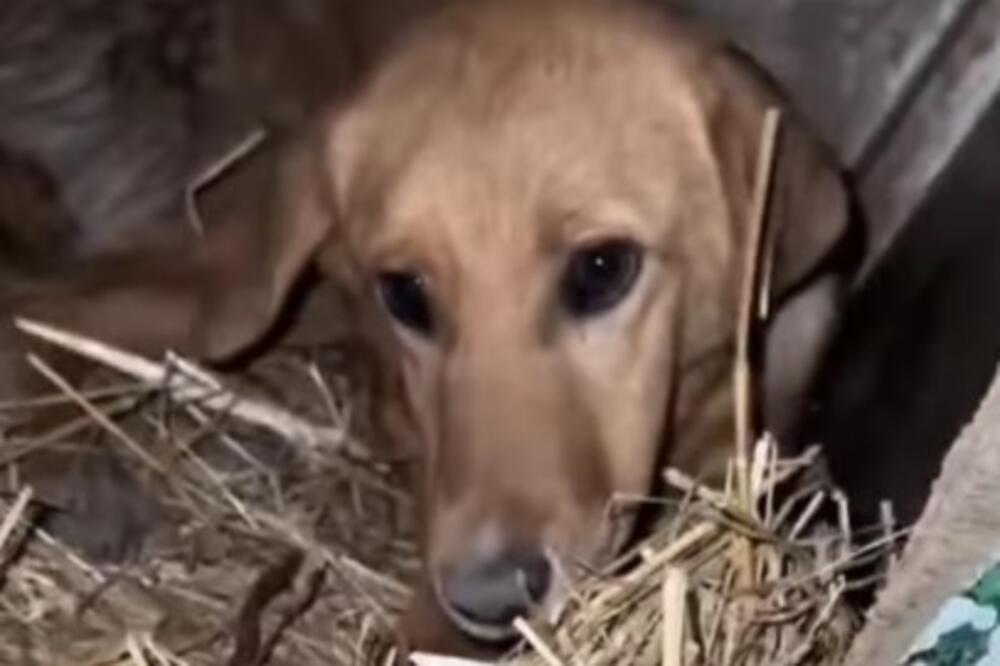 "ĐE SI OKO MOJE LEPO": Došao da pruži toplo UTOČIŠTE PSU, a mnogi su se RASPLAKALI kada su ČULI... (VIDEO)