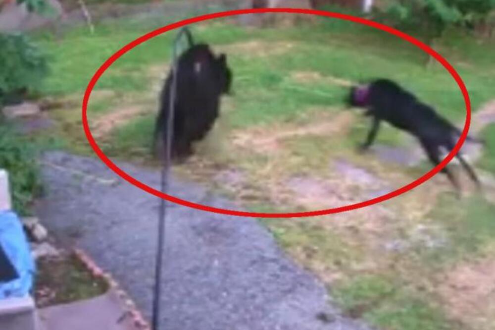 MEDVED JE UŠAO U DVORIŠTE, A ONDA MU JE ZA VRAT SKOČIO KRVOLOČNI PAS: Borba za život je počela, kamere sve snimile