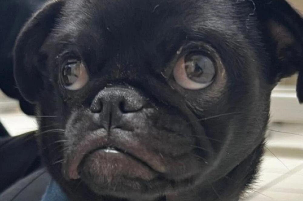 MOMAK USPOSTAVIO ULTIMATUM DEVOJCI: Ili PAS ili JA, mreže bruje o PARU koji se GADNO POSVAĐAO, stali na 1 stranu