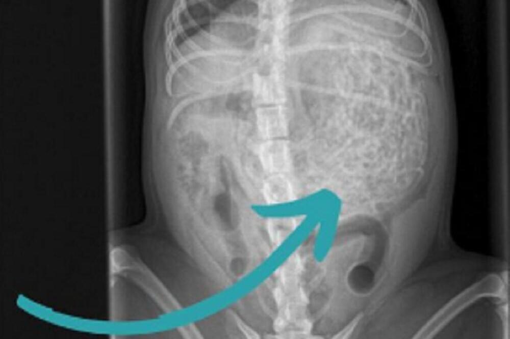 PRIMETILI SU DA SA NJIHOVIM PSOM NEŠTO NIJE UREDU, PA GA ODVELI NA ULTRAZVUK: Ono što su tamo NAŠLI, SLEDILO ih je