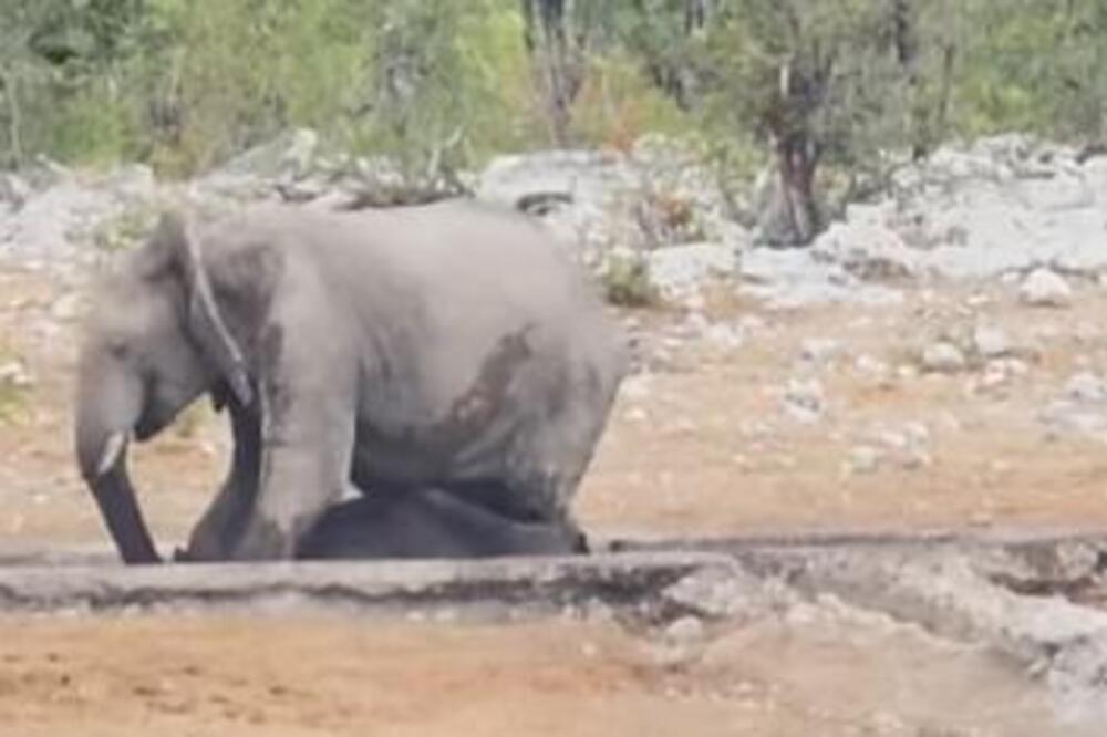 SLON SE UMEŠAO U TUČU NOSOROGA I LAVA, PA DEBELO ZAŽALIO: Nećete pogoditi ko je izvukao DEBLJI KRAJ, IZAŠAO SNIMAK