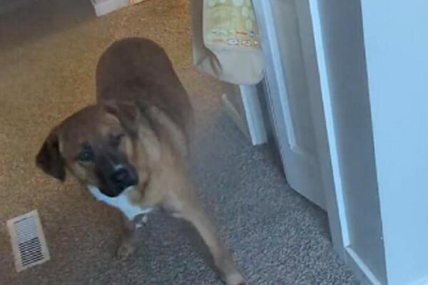 MNOGI LJUDI SE PLAŠE LAVEŽA OVE RASE PASA: Deca ih VOLE, a umeju da budu OPASNI