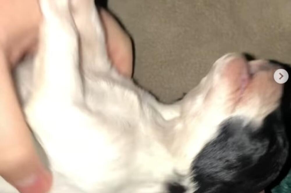 KRALJEVČANKA PRONAŠLA UGINULU ŠTENAD NA ULICI, PA IH OŽIVLJAVALA: Snimak od kog STAJE DAH, PRAVO ČUDO (VIDEO)