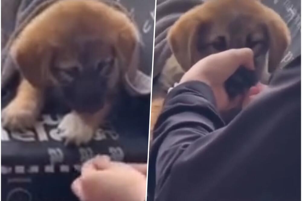 MALOLETNICI MALTRETIRALI ŠTENE, REGION NA NOGAMA ZBOG UZNEMIRUJUĆEG SNIMKA: Jezivo je šta rade JADNOJ KUCI (VIDEO)