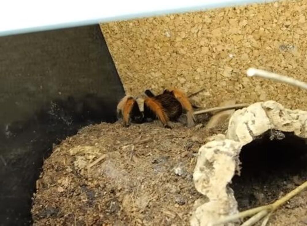 Tarantula