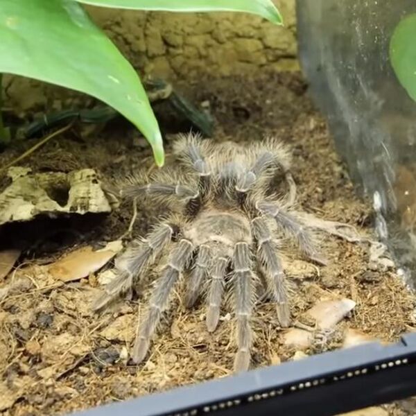 Pilot i tarantula se našli oči u oči nasred neba: Ono što je usledilo je kao u filmu, horor