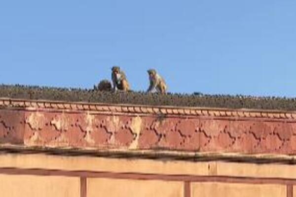 MAJMUN OTEO TELEFON PA SE POPEO NA KROV: Samo je gledao ŠTA LJUDI RADE, a onda SE ODLUČIO na NEVEROVATAN POTEZ