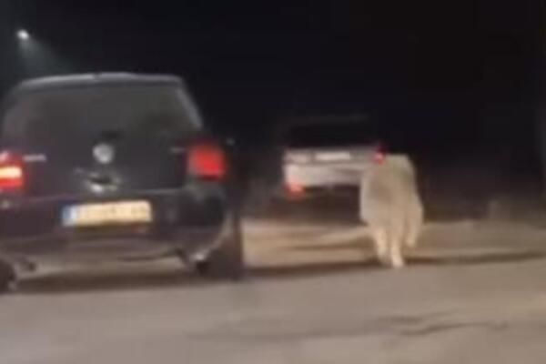 SRBIJA POTRESENA SNIMKOM IZ VRAČEVOG GAJA: Vozi se dok na povocu ima psa, ljudi KIPTE OD BESA (VIDEO)
