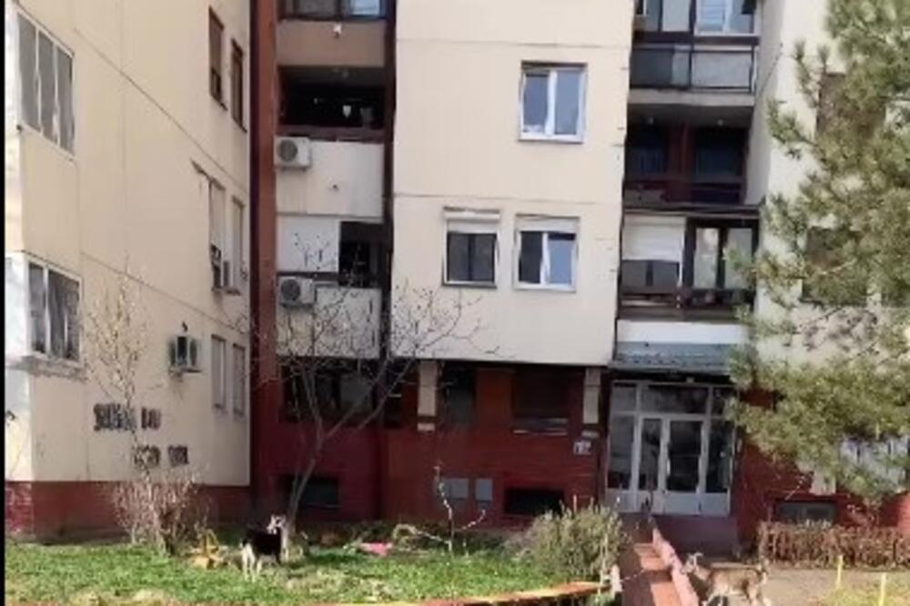 NOVE STANOVNICE NOVOG BEOGRADA ŠOKIRALE GRAĐANE! Odomaćile se i uopšte ne mare za prolaznike (VIDEO)