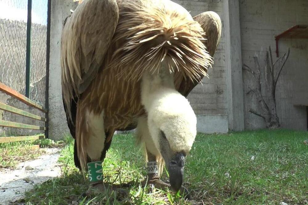 SVI ŽELJNO IŠČEKUJU POVRATAK APOLONA: Beloglavom supu se izgubio trag u Izraelu, ali sada je snimljen blizu Srbije