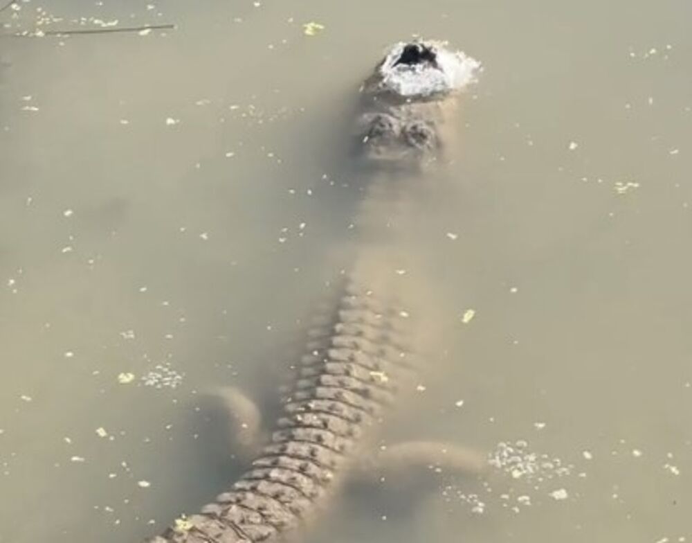 Aligator/Ilustracija