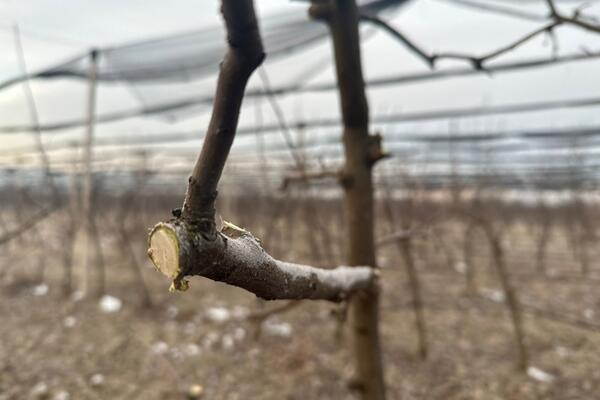 NJIMA MINUS NE MOŽE NIŠTA: U toku je rezidba voća u ČAČANSKIM VOĆNJACIMA, stručnjak otkrio zašto SE SADA TO RADI