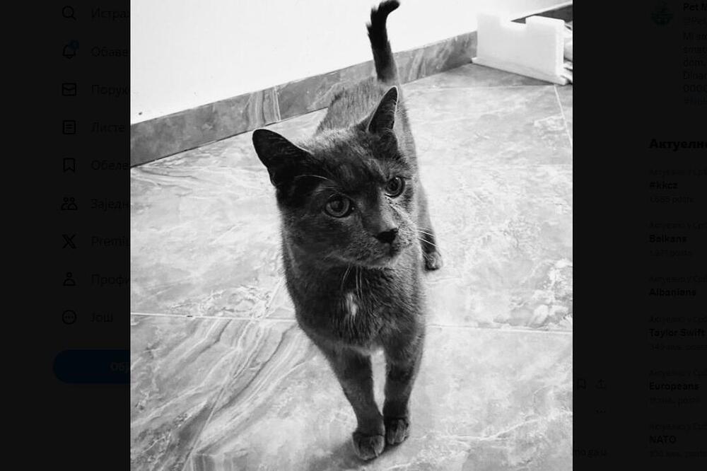 UGINUO MAČAK MILANČE! Ponovo plače Srbija zbog ove životinjice, nakon SMRTI VLASNICE naslednici ga NISU HTELI! FOTO