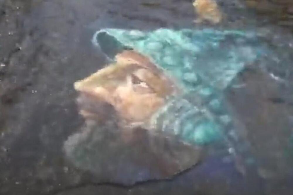 ZNATE LI KO JE BIO NIKOLA SKOBALJIĆ? Turci zbog NJEGA nisu IMALI MIRA, evo ZAŠTO!