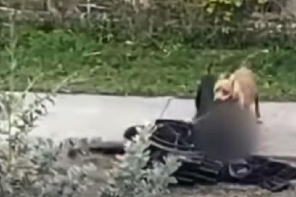 KRVOLOČNI PITBULOVI RASTRGLI ČOVEKA U INVALIDSKIM KOLICIMA! Komšije nisu mogle NIŠTA, sav HOROR SNIMLJEN (VIDEO)