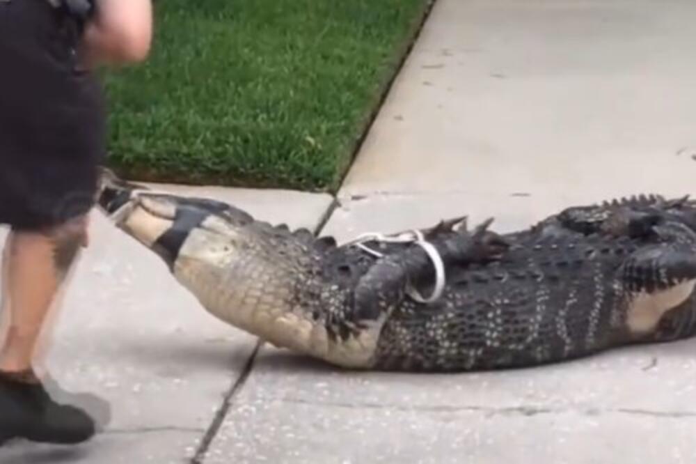 OVAJ SNIMAK JE DOKAZ DA SE SA ALIGATORIMA NE TREBA IGRATI: Zverka ga brutalno NOKAUTIRALA, pao kao POKOŠEN (VIDEO)